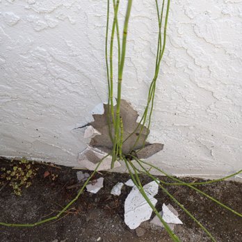 Best Choice Home Remodeling - Don't plant Horsetail.  Invasive. Popped the stucco off. - Windows Installation Near Me - Poway, California