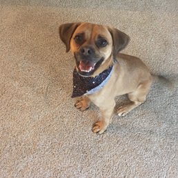 Derby with his newly clipped nails. Derby with his newly clipped nails.