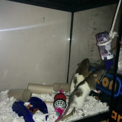 Bosley's - Panda and Mommy (Freeway)
The most intellectually strong little Rodents. [Very Social].
Great addition to our family.