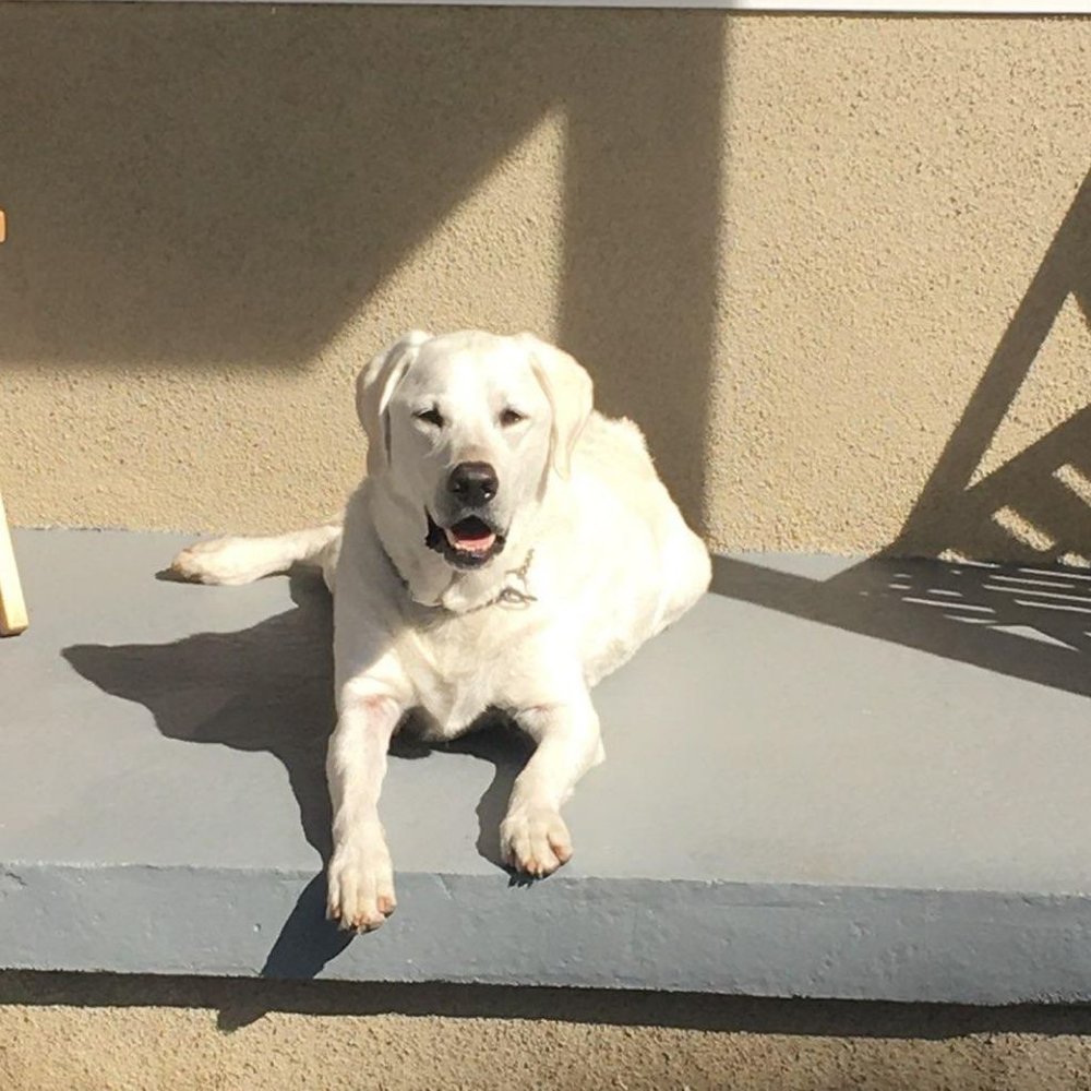 AAA Labs Labrador Puppies - Halas at 10 years - Pet Breeders Near Me - Ontario, California