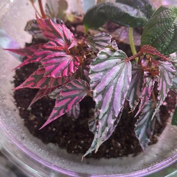 Plantpacity - Nurseries & Gardening Near Me - Portland, Oregon