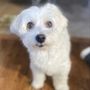 Photo of Canino Grooming