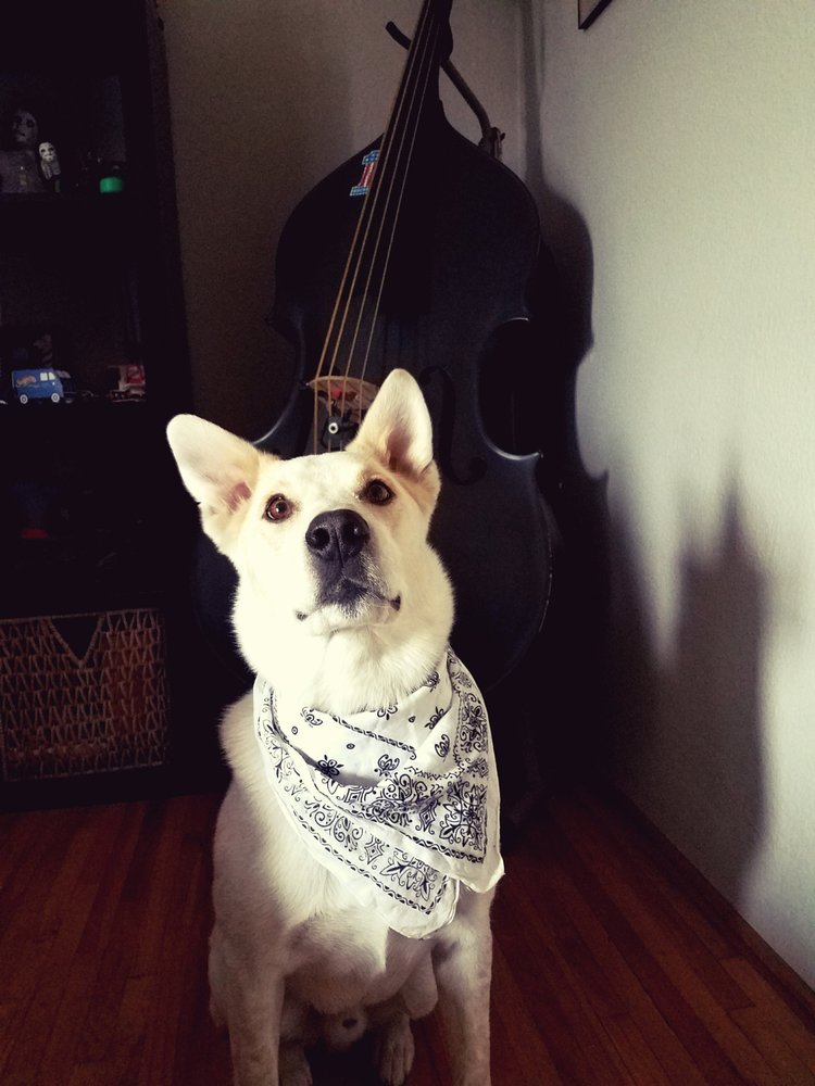 CASA DE PETS 28 Photos & 19 Reviews 573 25th Rd, Grand Junction