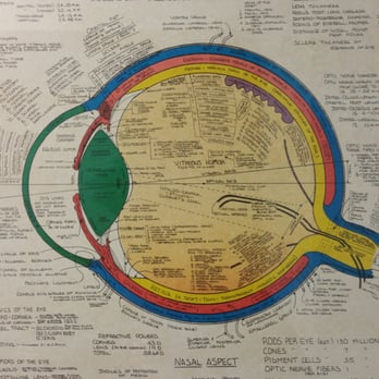 Leslie A Brown, MD - Anatomical Diagram Of The Human Eye - Ophthalmologists Near Me - Bala Cynwyd, Pennsylvania Leslie A Brown, MD - Anatomical Diagram Of The Human Eye - Ophthalmologists Near Me - Bala Cynwyd, Pennsylvania