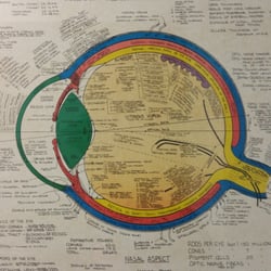 Leslie A Brown, MD - Anatomical Diagram Of The Human Eye