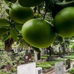 Cementerio de disidentes