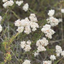 Peters Canyon Regional Park - Plants