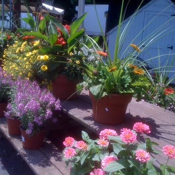 A&J's Market - a variety of flower pots - Farmers Market Near Me - Westport, Connecticut A&J's Market - a variety of flower pots - Farmers Market Near Me - Westport, Connecticut