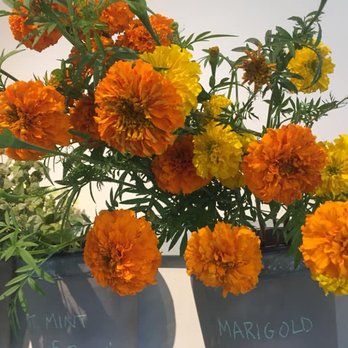 Flowerkraut - Gorgeous flowers in this charming and unique shop! - Florists Near Me - Hudson, New York