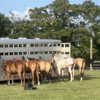 Morvan Park Polo - Active Life Near Me - Leesburg, Virginia