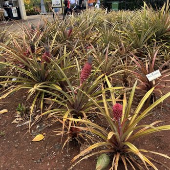 Dole Plantation - Tours Near Me - Wahiawa, Hawaii Dole Plantation - Tours Near Me - Wahiawa, Hawaii
