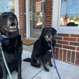 Doggos very happy to wait for my coffee and a treat from Brian.