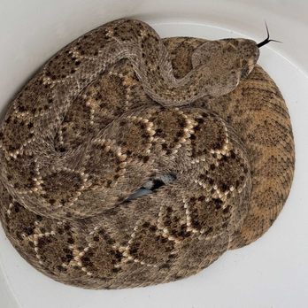 Rattlesnake Solutions - snake removal - Wildlife Control Near Me - Phoenix, Arizona Rattlesnake Solutions - snake removal - Wildlife Control Near Me - Phoenix, Arizona