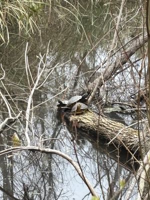 Sea Pines Forest Preserve by null