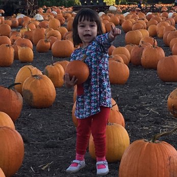 Solvang Farmer Pumpkin Patch - Pumpkin Patches Near Me - Solvang, California Solvang Farmer Pumpkin Patch - Pumpkin Patches Near Me - Solvang, California