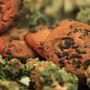 Photo of Elite Cannabis