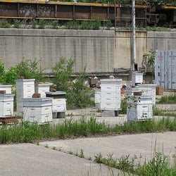 Chicago Honey Co-op