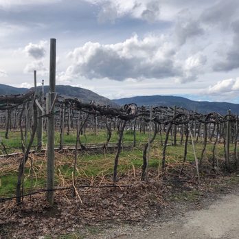 Pentâge Winery - a vineyard in the background - Wine Tasting Room Near Me - Penticton, British Columbia