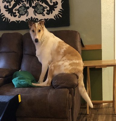 big daddy's doggie daycare