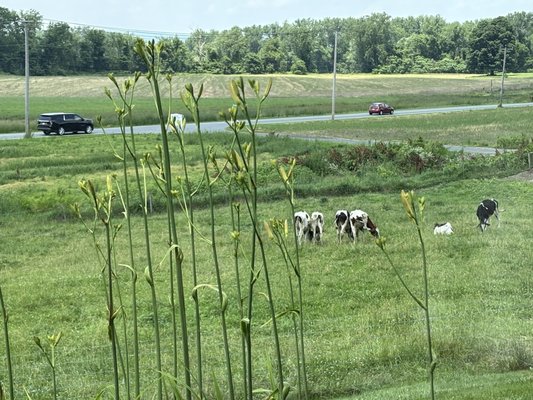 Barstow's Dairy Store and Bakery at Barstow's Longview Farm by null