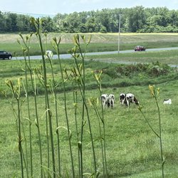 Barstows Dairy Store & Bakery - Cows grazing right outside because the dairy here is super fresh!!!