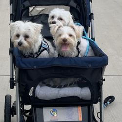 Fido & Friends
