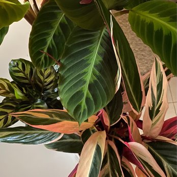 Paraíso Plant Studio - Nurseries & Gardening Near Me - Berkeley, California