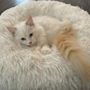 Photo of Pretty Little Ragdoll Kittens