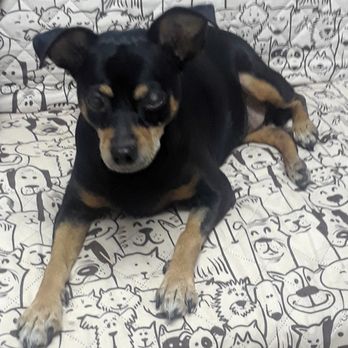 Brevard Humane Society - Roxy brought me so much joy for five years. We bonded quickly and she loved going to the park. I was happy to spoil her as well. - Animal Shelters Near Me - Cocoa, Florida