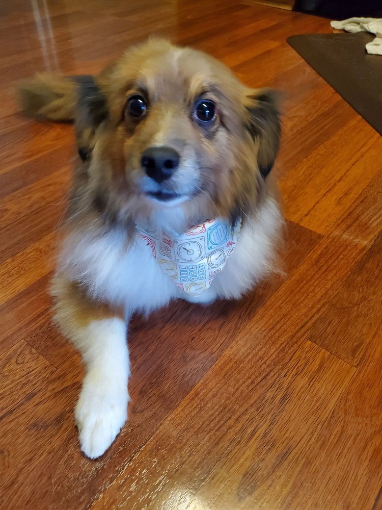 DEJA VU’S K9 KORNER 303 Hillandale St, Round Lake, Illinois Pet Groomers Phone Number Yelp