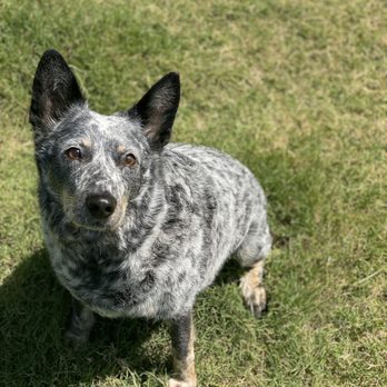 Paws On Wheels Spa - Pet Groomers Near Me