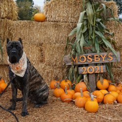 Mosby Brothers Farms