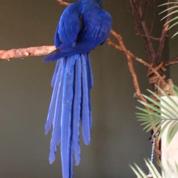 Bird Kingdom - Beautiful! - Zoos Near Me - Niagara Falls, Ontario Bird Kingdom - Beautiful! - Zoos Near Me - Niagara Falls, Ontario