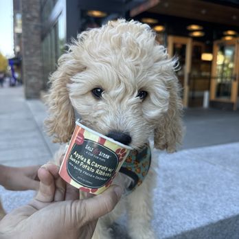 Salt & Straw - Zazu with a pup cup - Ice Cream & Frozen Yogurt Near Me - Lake Oswego, Oregon