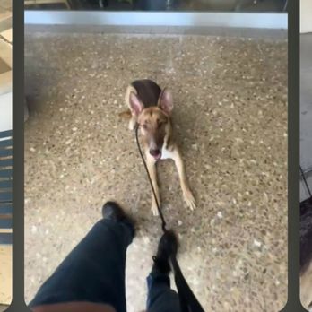 Community K9 - Pet Training Near Me Community K9 - Pet Training Near Me