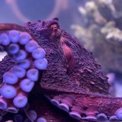 Daytona Aquarium and Rainforest Adventure - Say Hello To Our 8 Legged Friend