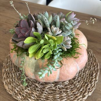 Garden Vibes - Succulent pumpkins - Nurseries & Gardening Near Me - Menifee, California Garden Vibes - Succulent pumpkins - Nurseries & Gardening Near Me - Menifee, California
