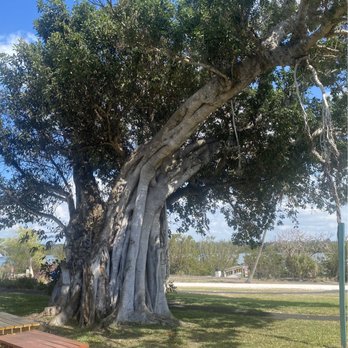 Mound House - Cool Tree - Museums Near Me - Fort Myers Beach, Florida