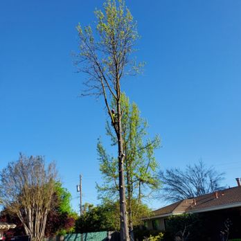Rodriguez Tree Service - Cut the tree - Tree Services Near Me Rodriguez Tree Service - Cut the tree - Tree Services Near Me