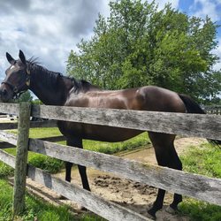 Tower Hill Stables