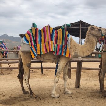 Cactus Tours - Tours Near Me - Cabo San Lucas, BCS
