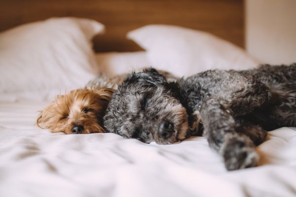Made INN Vermont, an Urban-Chic Boutique Bed and Breakfast by null