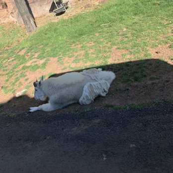 Bearizona - Zoos Near Me - Williams, Arizona