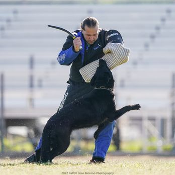 SentinelHarts German Shepherds - Camilla and Dirty 2022 AWDF National IGP Championship - Pets Near Me SentinelHarts German Shepherds - Camilla and Dirty 2022 AWDF National IGP Championship - Pets Near Me