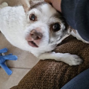 Risen Star Kennel - Pet Groomers Near Me - Bullhead City, Arizona