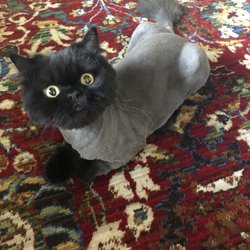 Royal Touch Pet Salon - Ted