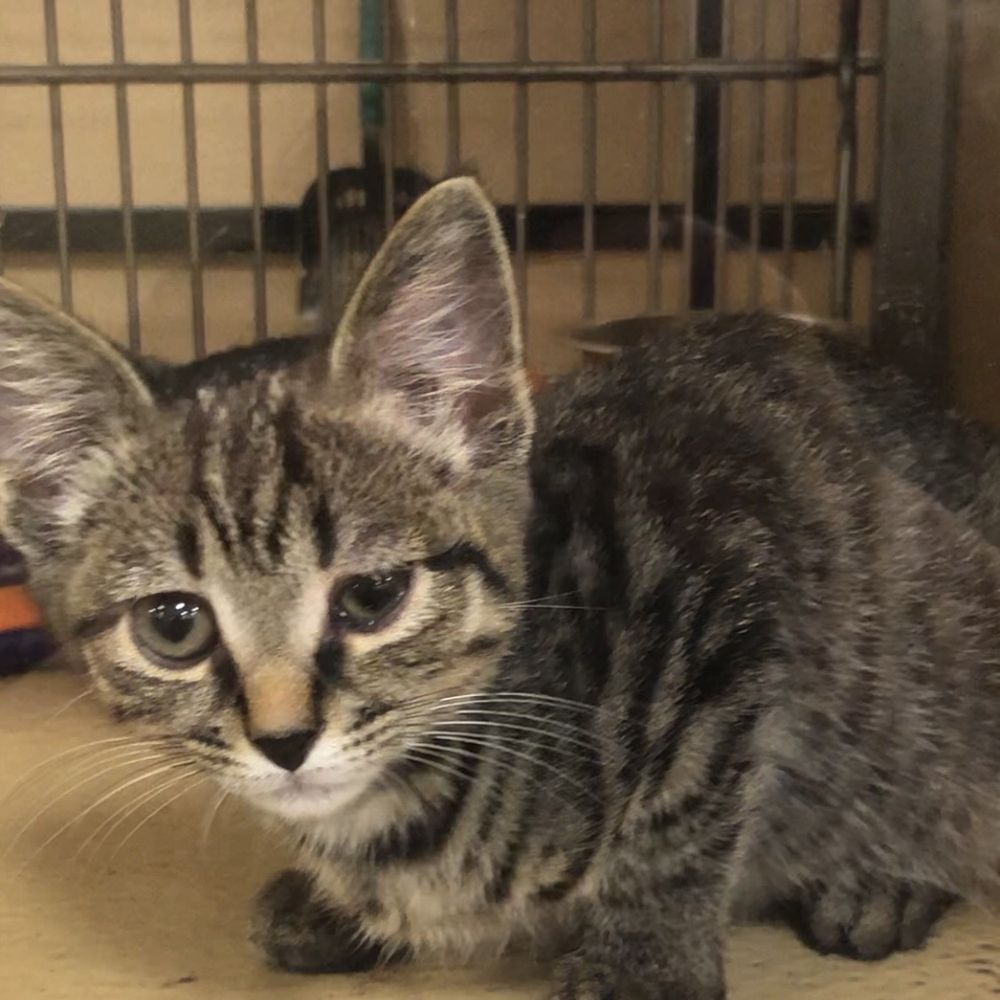 PetSmart - poor kitty with eye infection and clearly sick with something else. - Pet Stores Near Me - Smyrna, Georgia