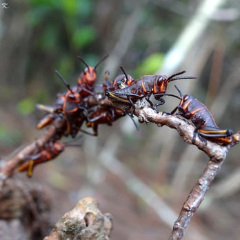 Eagle Trail - Juvenile Eastern Lubber Grasshoppers. - Hiking Near Me - West Palm Beach, Florida