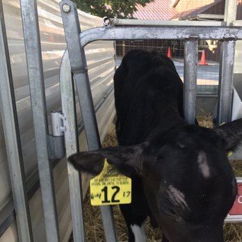 Pine View Dairy - Mooooo - Ice Cream & Frozen Yogurt Near Me - Lancaster, Pennsylvania