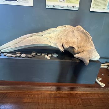 The Whale Museum - Balleene whale skull - Museums Near Me - Friday Harbor, Washington The Whale Museum - Balleene whale skull - Museums Near Me - Friday Harbor, Washington